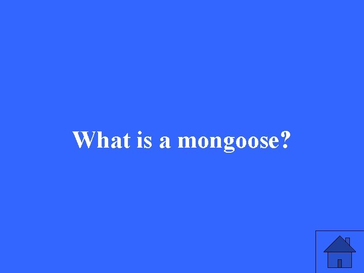 What is a mongoose? 
