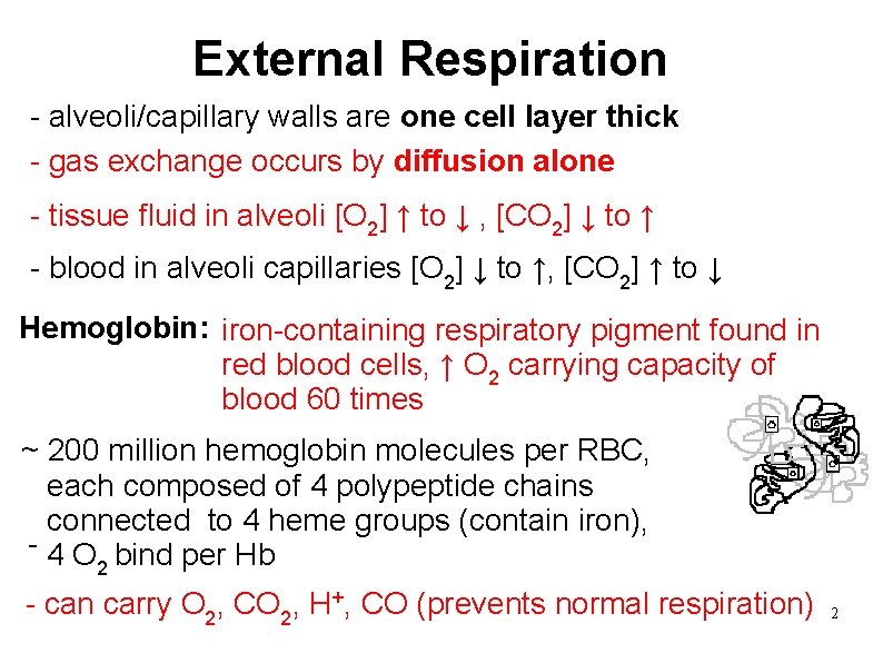 External Respiration - alveoli/capillary walls are one cell layer thick - gas exchange occurs