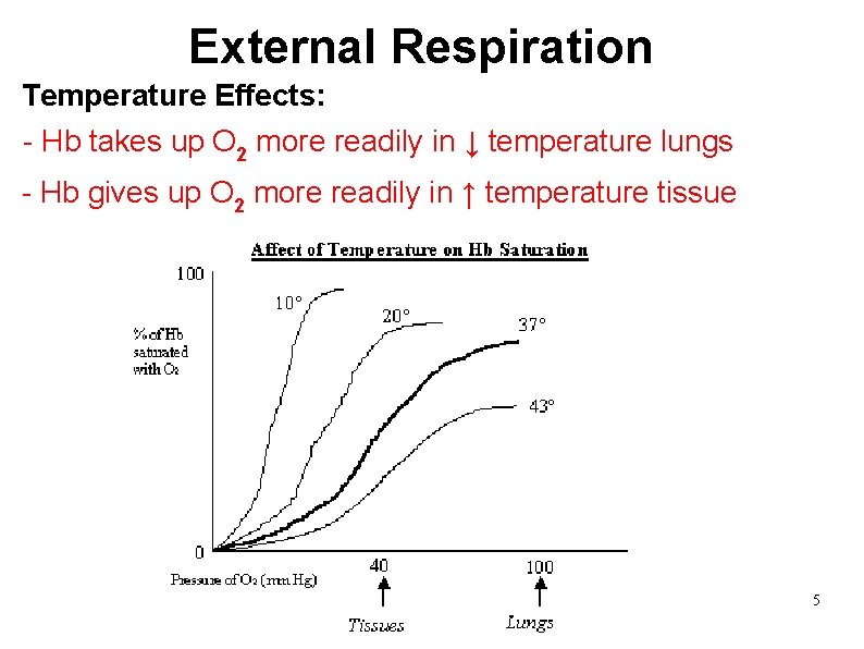 External Respiration Temperature Effects: - Hb takes up O 2 more readily in ↓