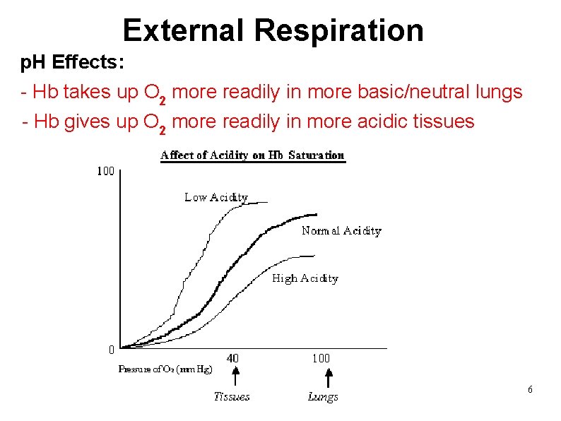 External Respiration p. H Effects: - Hb takes up O 2 more readily in