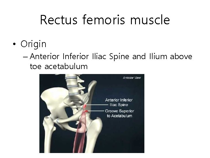 Rectus femoris muscle • Origin – Anterior Inferior Iliac Spine and Ilium above toe