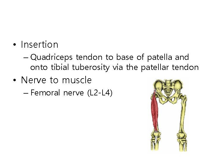  • Insertion – Quadriceps tendon to base of patella and onto tibial tuberosity