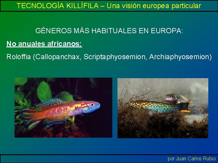 TECNOLOGÍA KILLÍFILA – Una visión europea particular GÉNEROS MÁS HABITUALES EN EUROPA: No anuales