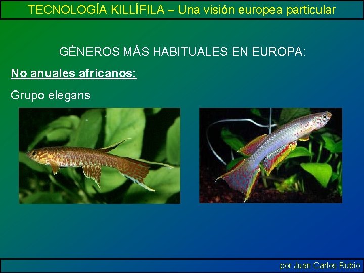 TECNOLOGÍA KILLÍFILA – Una visión europea particular GÉNEROS MÁS HABITUALES EN EUROPA: No anuales