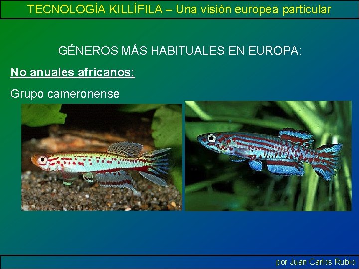 TECNOLOGÍA KILLÍFILA – Una visión europea particular GÉNEROS MÁS HABITUALES EN EUROPA: No anuales