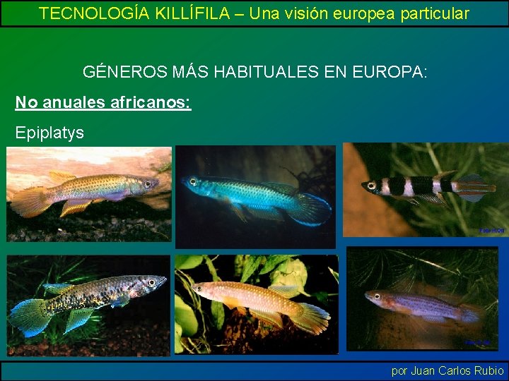 TECNOLOGÍA KILLÍFILA – Una visión europea particular GÉNEROS MÁS HABITUALES EN EUROPA: No anuales