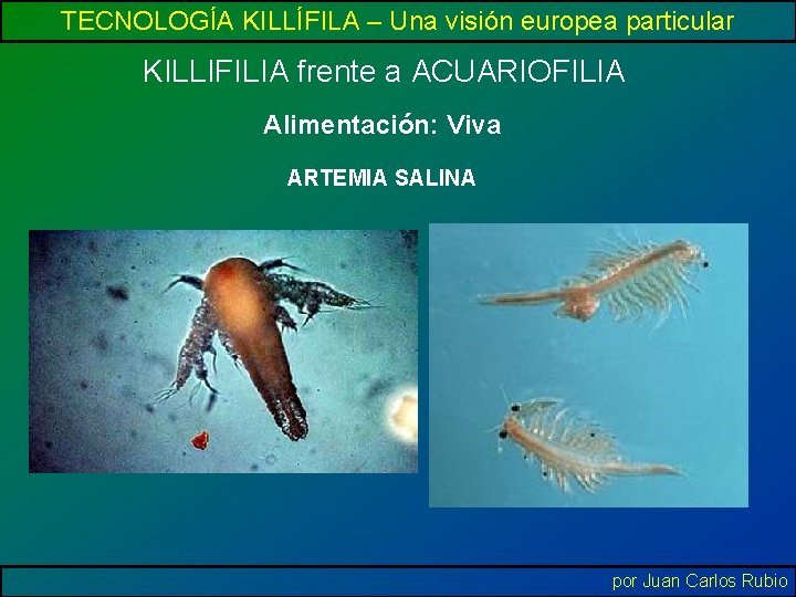 TECNOLOGÍA KILLÍFILA – Una visión europea particular KILLIFILIA frente a ACUARIOFILIA Alimentación: Viva ARTEMIA
