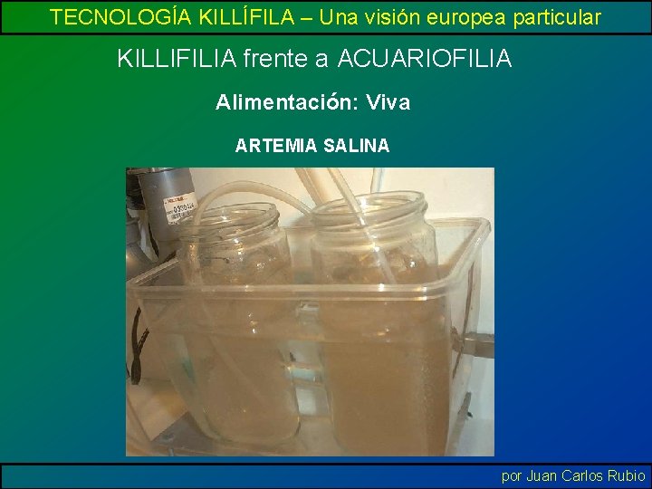 TECNOLOGÍA KILLÍFILA – Una visión europea particular KILLIFILIA frente a ACUARIOFILIA Alimentación: Viva ARTEMIA