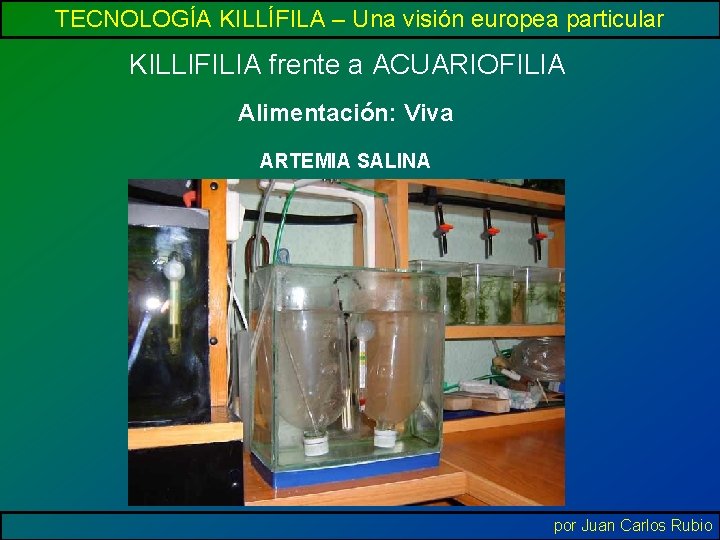 TECNOLOGÍA KILLÍFILA – Una visión europea particular KILLIFILIA frente a ACUARIOFILIA Alimentación: Viva ARTEMIA