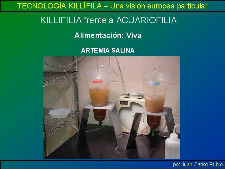 TECNOLOGÍA KILLÍFILA – Una visión europea particular KILLIFILIA frente a ACUARIOFILIA Alimentación: Viva ARTEMIA