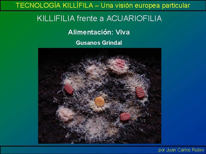 TECNOLOGÍA KILLÍFILA – Una visión europea particular KILLIFILIA frente a ACUARIOFILIA Alimentación: Viva Gusanos