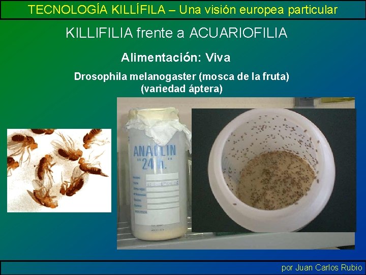 TECNOLOGÍA KILLÍFILA – Una visión europea particular KILLIFILIA frente a ACUARIOFILIA Alimentación: Viva Drosophila
