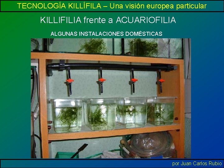 TECNOLOGÍA KILLÍFILA – Una visión europea particular KILLIFILIA frente a ACUARIOFILIA ALGUNAS INSTALACIONES DOMÉSTICAS