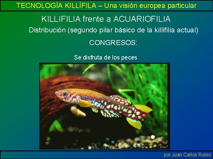 TECNOLOGÍA KILLÍFILA – Una visión europea particular KILLIFILIA frente a ACUARIOFILIA Distribución (segundo pilar