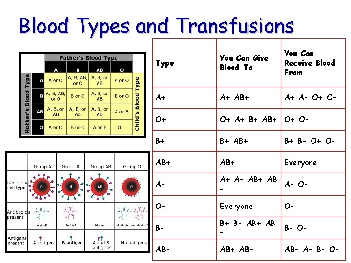 Blood Types and Transfusions Type You Can Give Blood To You Can Receive Blood