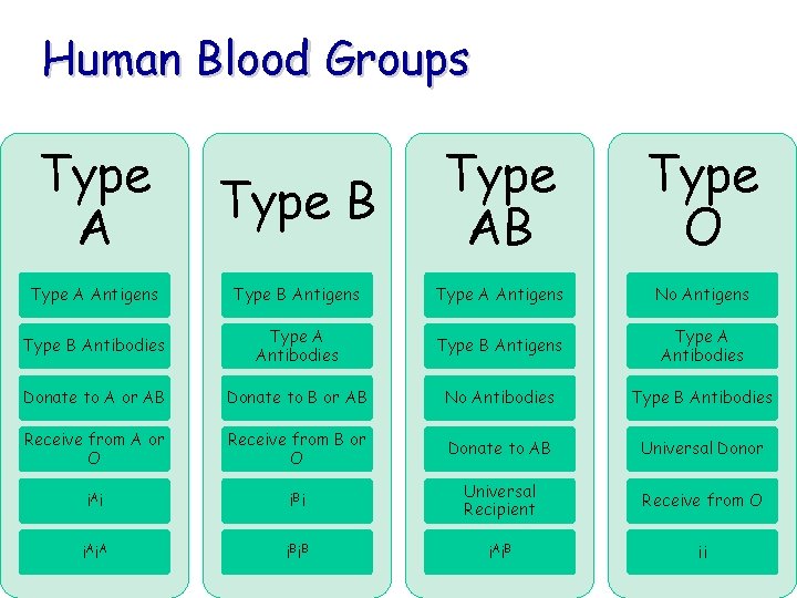Human Blood Groups Type A Type B Type AB Type O Type A Antigens