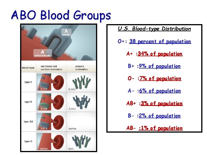 ABO Blood Groups U. S. Blood-type Distribution O+: 38 percent of population A+ :