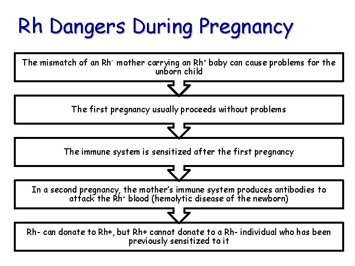 Rh Dangers During Pregnancy The mismatch of an Rh– mother carrying an Rh+ baby