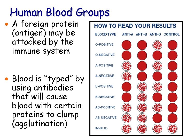 Human Blood Groups · A foreign protein (antigen) may be attacked by the immune