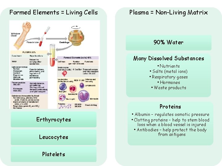 Formed Elements = Living Cells Plasma = Non-Living Matrix 90% Water Many Dissolved Substances