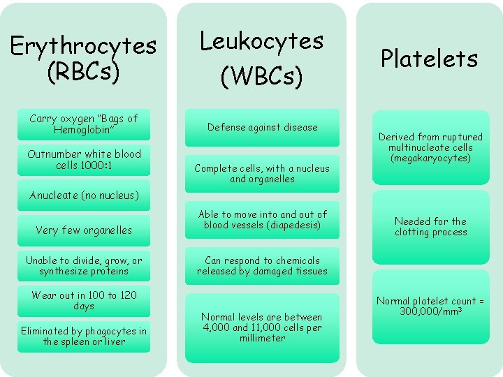 Erythrocytes (RBCs) Leukocytes (WBCs) Carry oxygen “Bags of Hemoglobin” Defense against disease Outnumber white