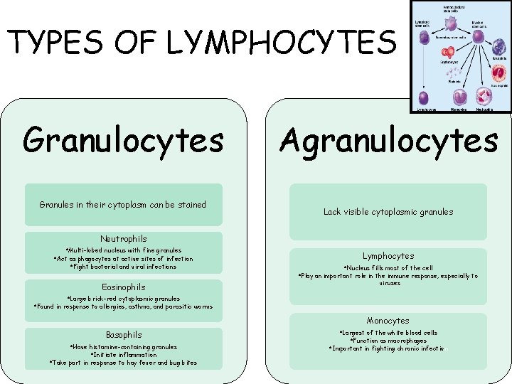 TYPES OF LYMPHOCYTES Granulocytes Granules in their cytoplasm can be stained Agranulocytes Lack visible