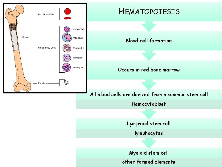 HEMATOPOIESIS Blood cell formation Occurs in red bone marrow All blood cells are derived
