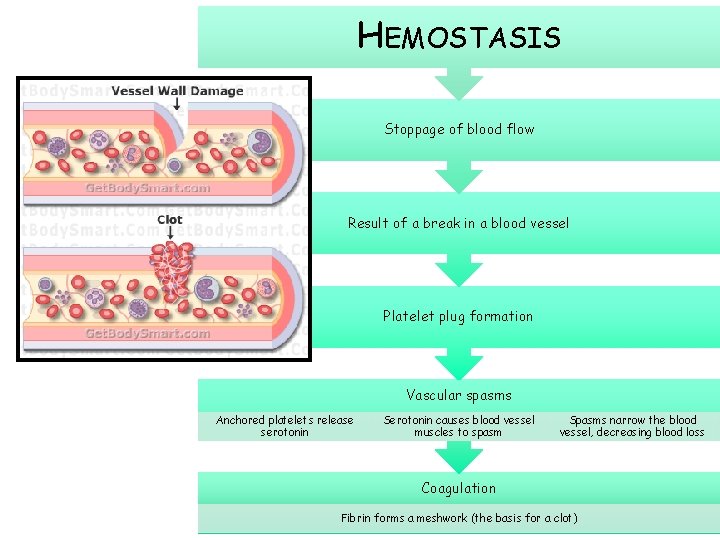 HEMOSTASIS Stoppage of blood flow Result of a break in a blood vessel Platelet