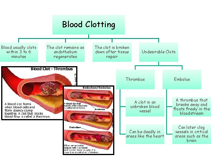 Blood Clotting Blood usually clots within 3 to 6 minutes The clot remains as