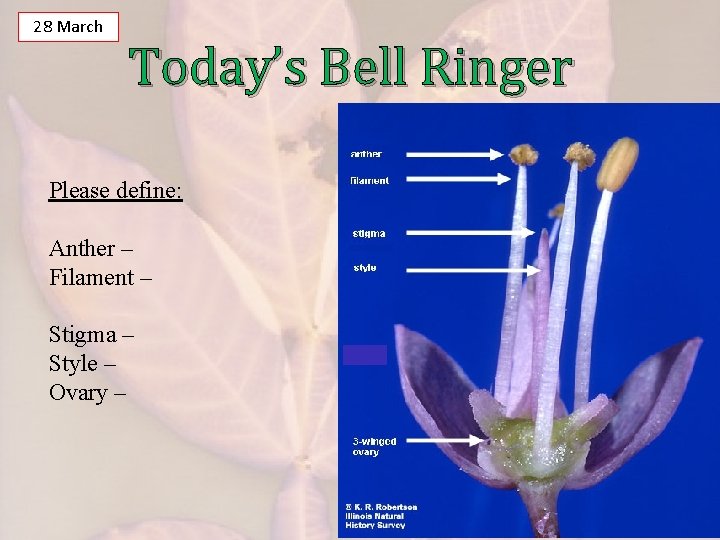 28 March Today’s Bell Ringer Please define: Anther – Filament – Stigma – Style