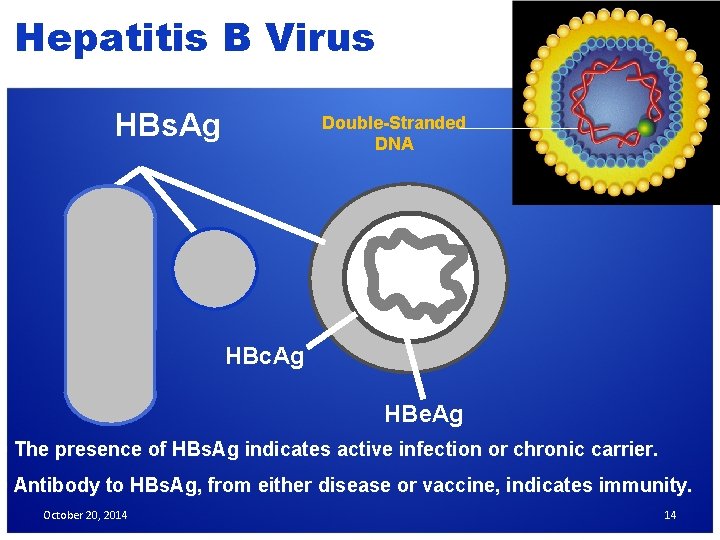 Hepatitis B Virus HBs. Ag Double-Stranded DNA HBc. Ag HBe. Ag § The presence