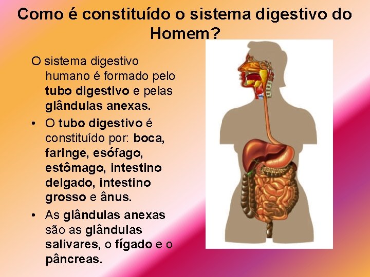 Como é constituído o sistema digestivo do Homem? O sistema digestivo humano é formado