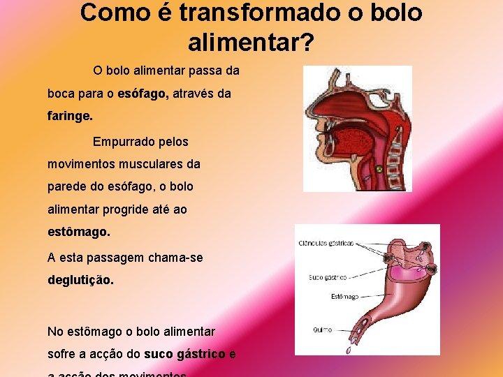 Como é transformado o bolo alimentar? O bolo alimentar passa da boca para o