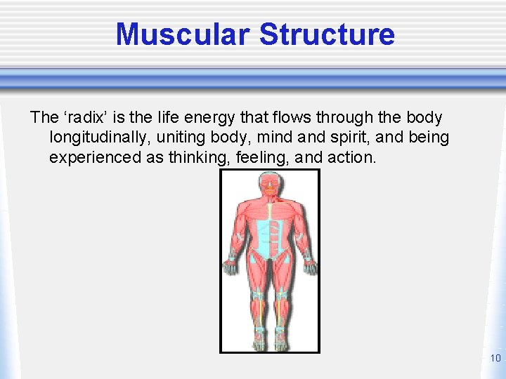 Muscular Structure The ‘radix’ is the life energy that flows through the body longitudinally,