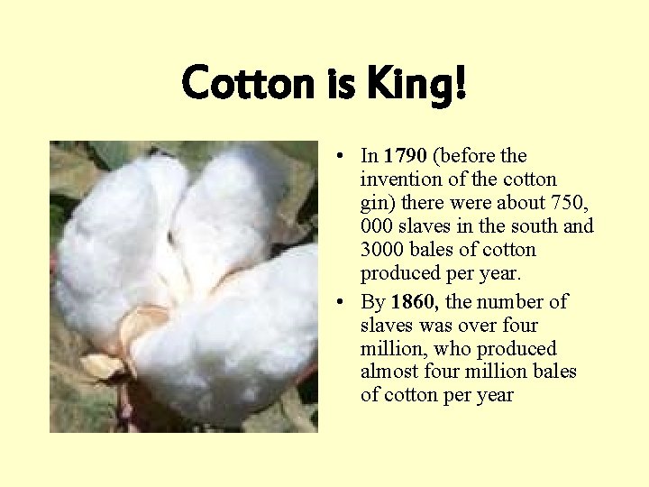 Cotton is King! • In 1790 (before the invention of the cotton gin) there