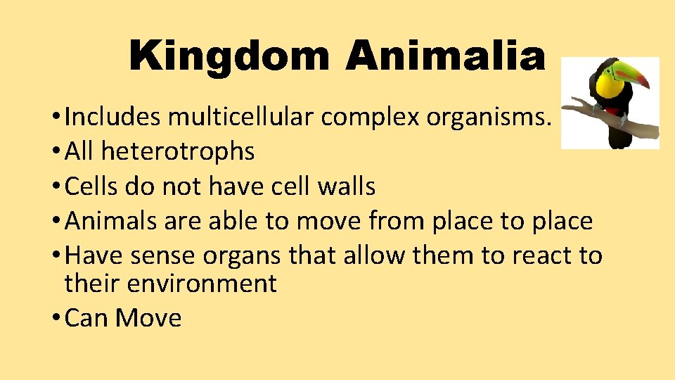 Kingdom Animalia • Includes multicellular complex organisms. • All heterotrophs • Cells do not