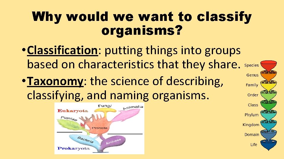 Why would we want to classify organisms? • Classification: putting things into groups based