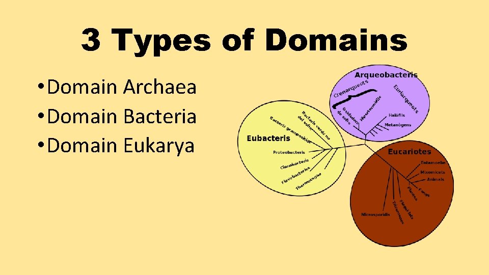 3 Types of Domains • Domain Archaea • Domain Bacteria • Domain Eukarya 