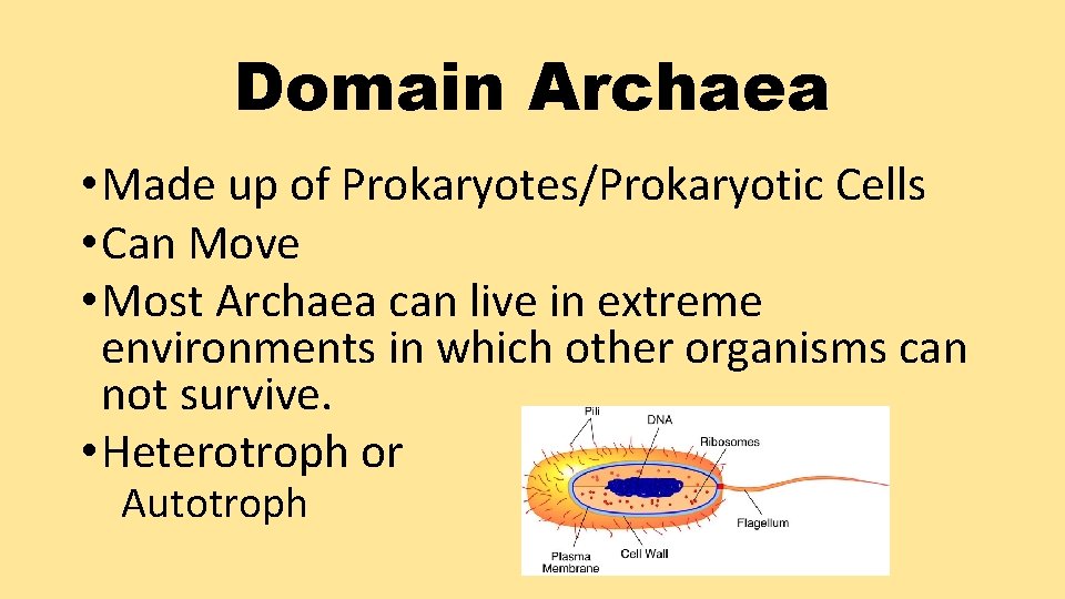 Domain Archaea • Made up of Prokaryotes/Prokaryotic Cells • Can Move • Most Archaea