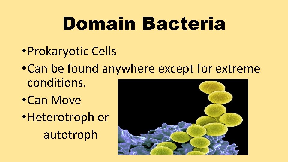 Domain Bacteria • Prokaryotic Cells • Can be found anywhere except for extreme conditions.