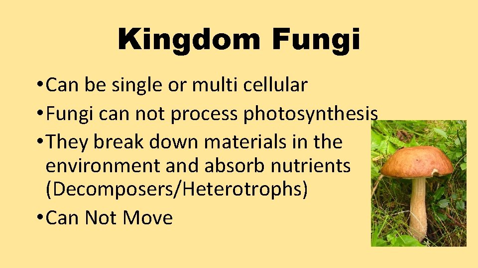 Kingdom Fungi • Can be single or multi cellular • Fungi can not process