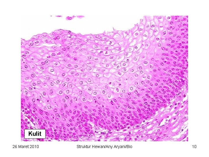 Kulit 26 Maret 2010 Struktur Hewan/Any Aryani/Bio 10 