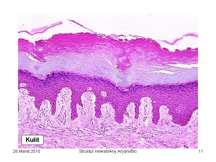 Kulit 26 Maret 2010 Struktur Hewan/Any Aryani/Bio 11 