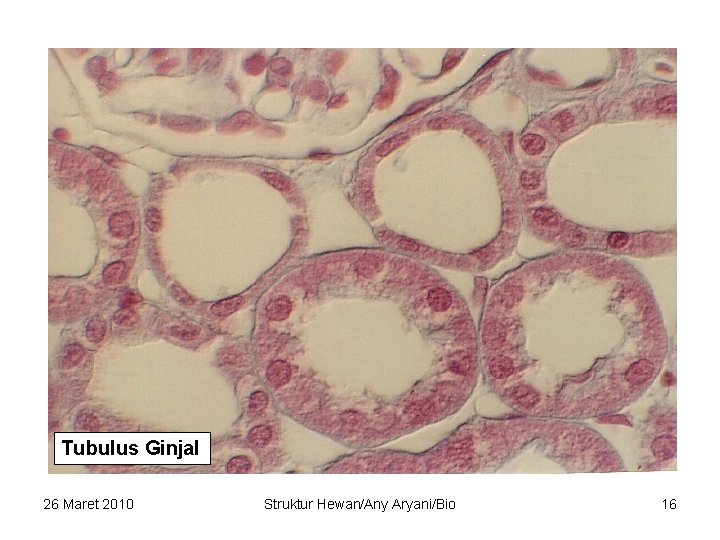 Tubulus Ginjal 26 Maret 2010 Struktur Hewan/Any Aryani/Bio 16 