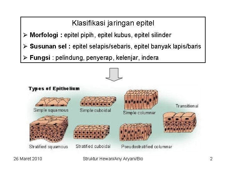 Klasifikasi jaringan epitel Ø Morfologi : epitel pipih, epitel kubus, epitel silinder Ø Susunan