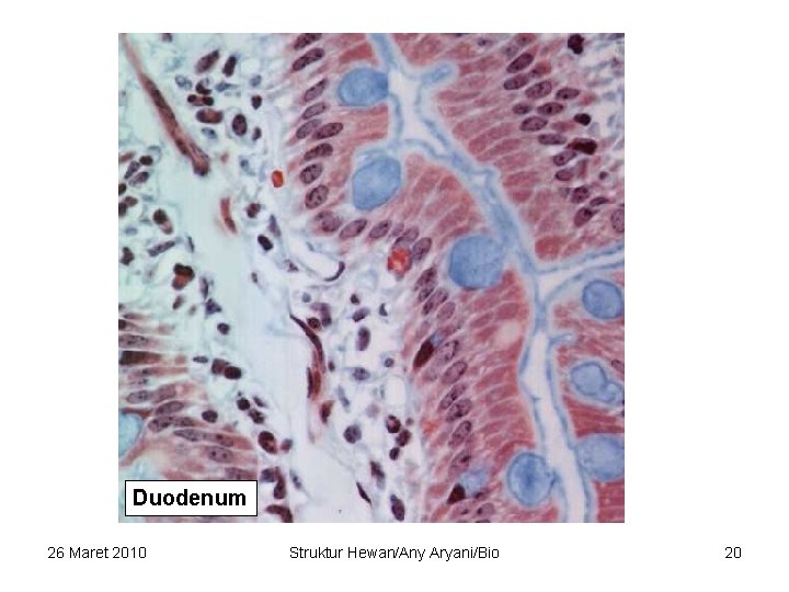 Duodenum 26 Maret 2010 Struktur Hewan/Any Aryani/Bio 20 