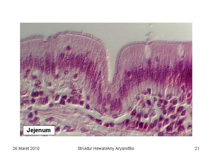 Jejenum 26 Maret 2010 Struktur Hewan/Any Aryani/Bio 21 