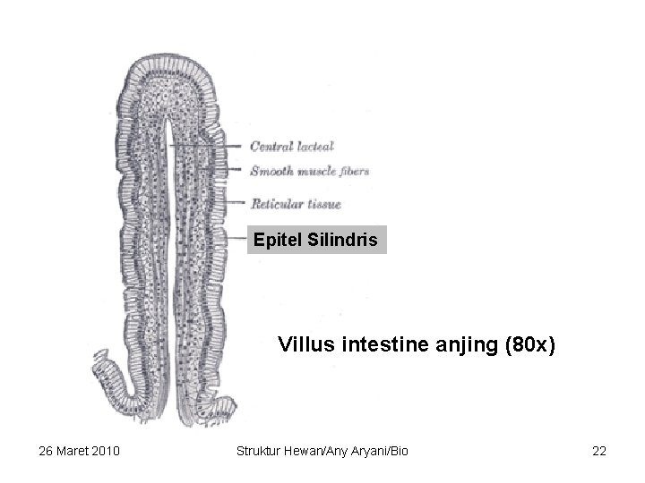 Epitel Silindris Villus intestine anjing (80 x) 26 Maret 2010 Struktur Hewan/Any Aryani/Bio 22