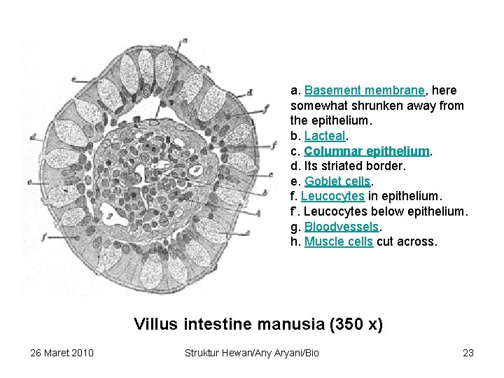 a. Basement membrane, here somewhat shrunken away from the epithelium. b. Lacteal. c. Columnar