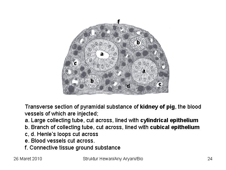 f b a c a b d c Transverse section of pyramidal substance of